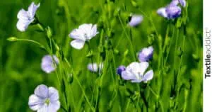 Champ de lin en fleurs sous un ciel bleu, utilisé pour produire des fibres naturelles durables comme le lin, une alternative écologique pour l’industrie textile