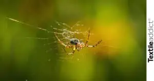 photo d’une araignée en train de tisser sa toile