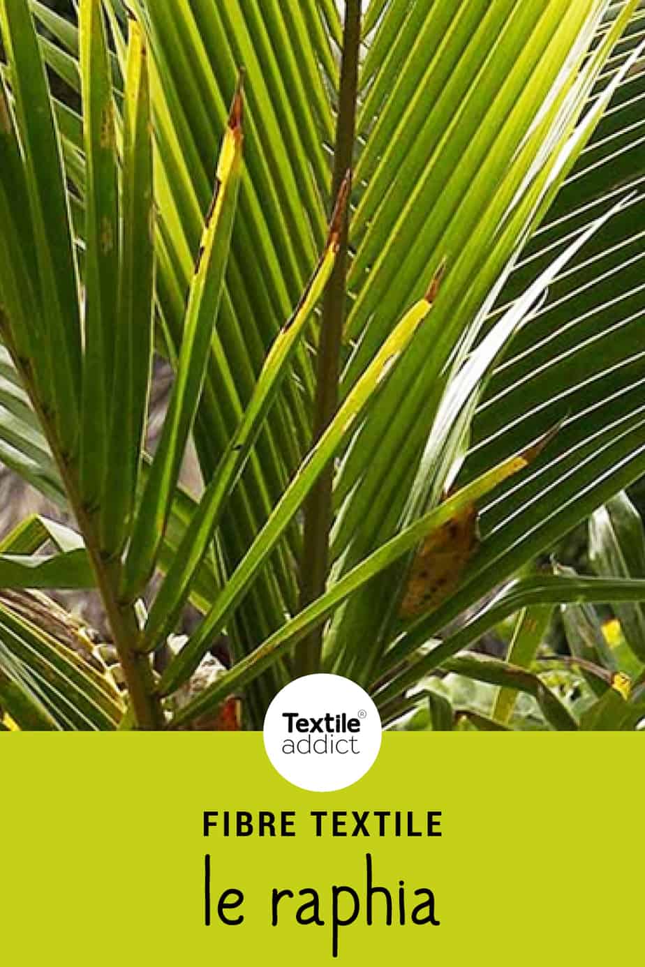 palmier à fibre textile en 6 lettres