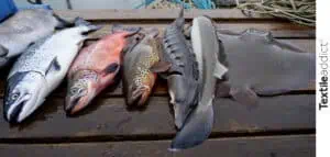 photo de plusieurs espèces de poissons